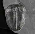 Elrathia Trilobite With Counterpart #10463-1